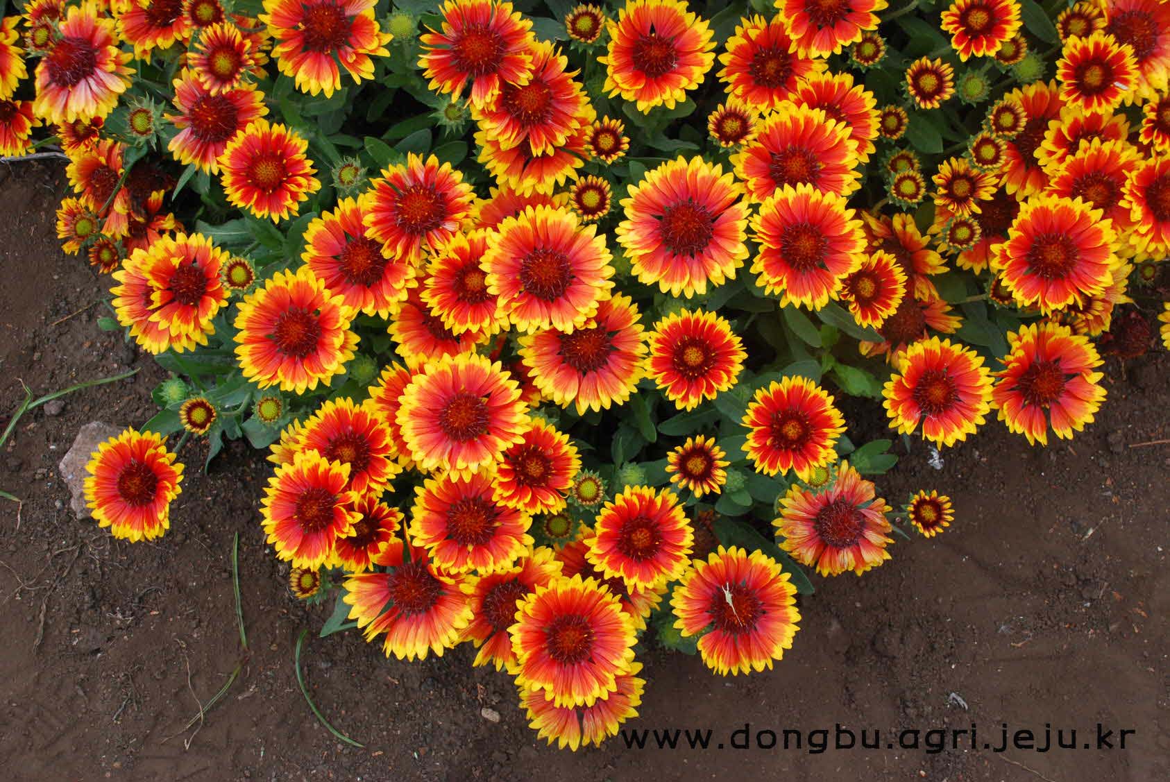 천인국-아리조나 썬