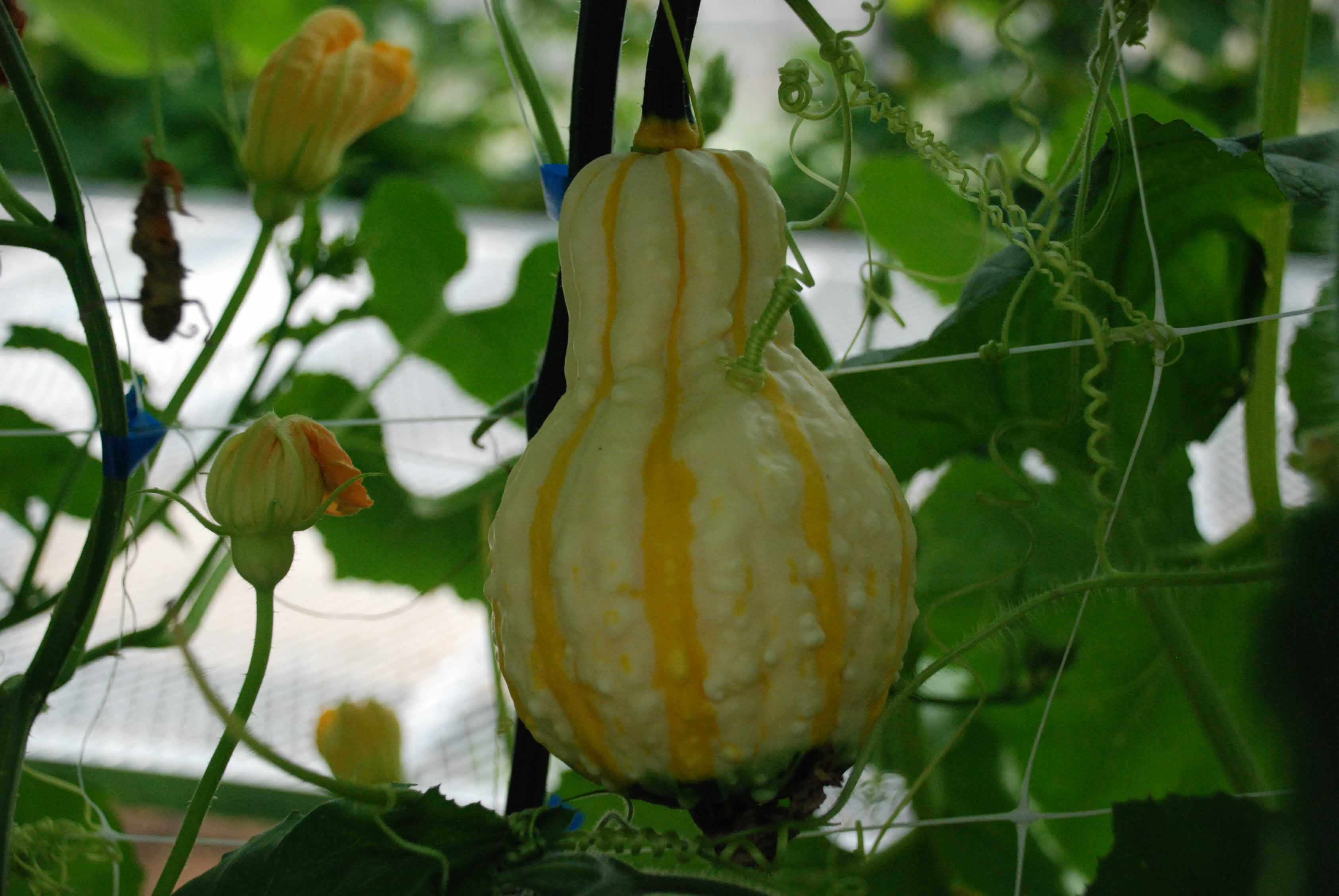 관상용 호박 실증 재배현장