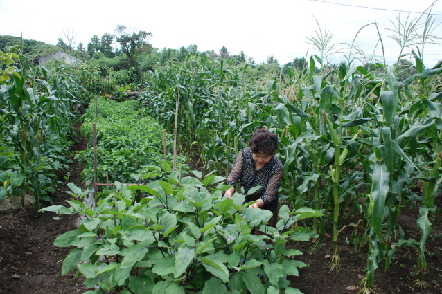 성산읍 삼달1리 생활개선회 회장 텃밭