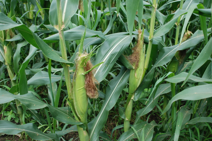 찰옥수수 시범사업 평가회 (2)