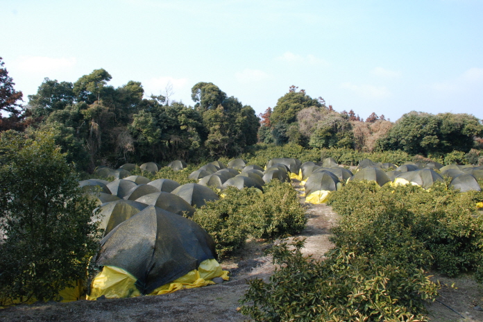이젠 월동비가림도 이렇게 합니다. 
