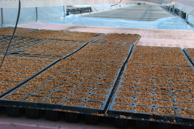 겨울철 추위를 이겨내는 육묘