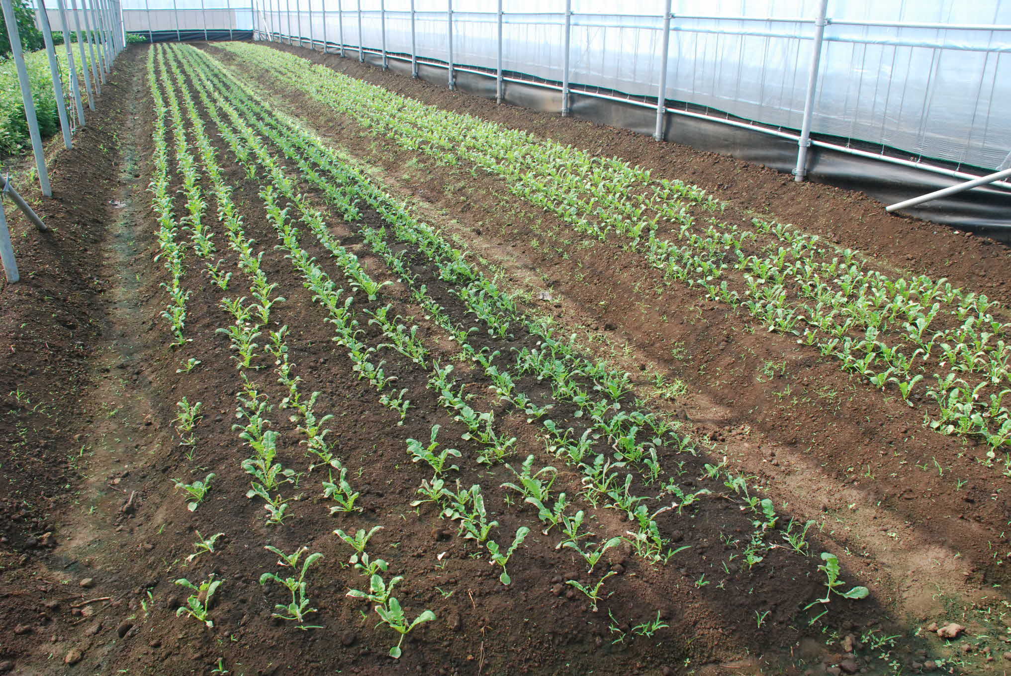 씨앗테이핑 이용 열무 파종 및 생육