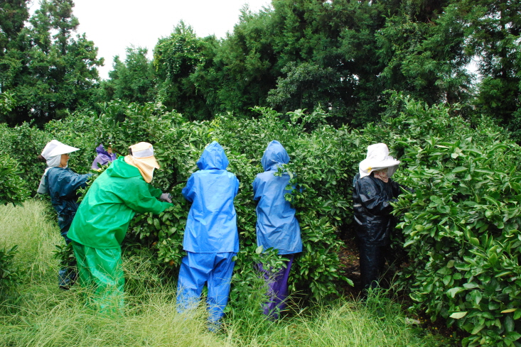 새소득작목 씀바귀 재배실증