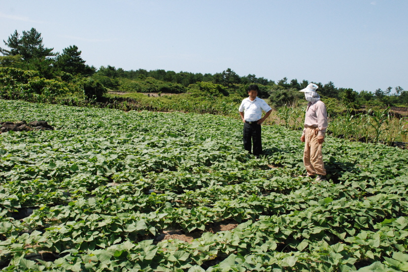 쪽파종구 생산단지 방문