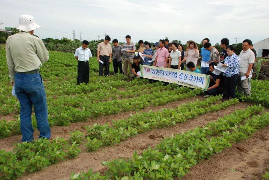 땅콩 트레이 육묘 시범사업 현장