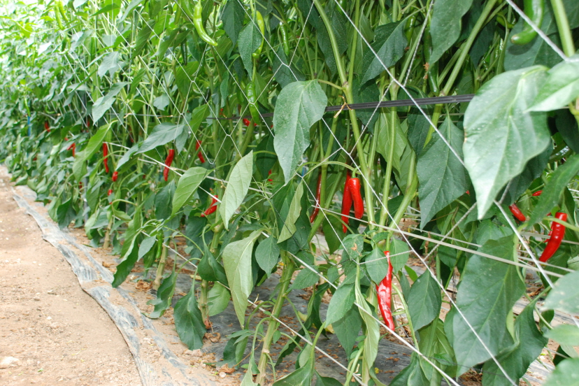 시설채소 재배 현황