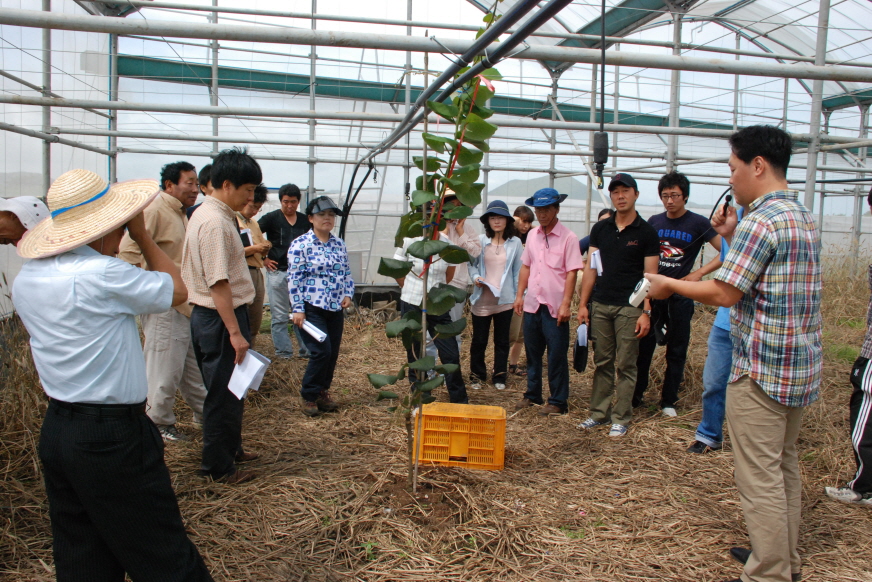 참다래 재배 현장