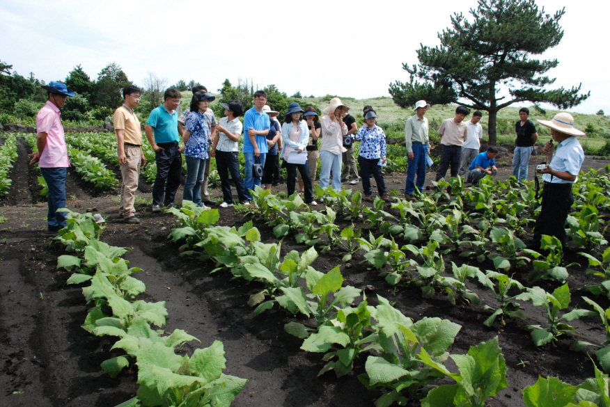 야콘 실증시범 현장
