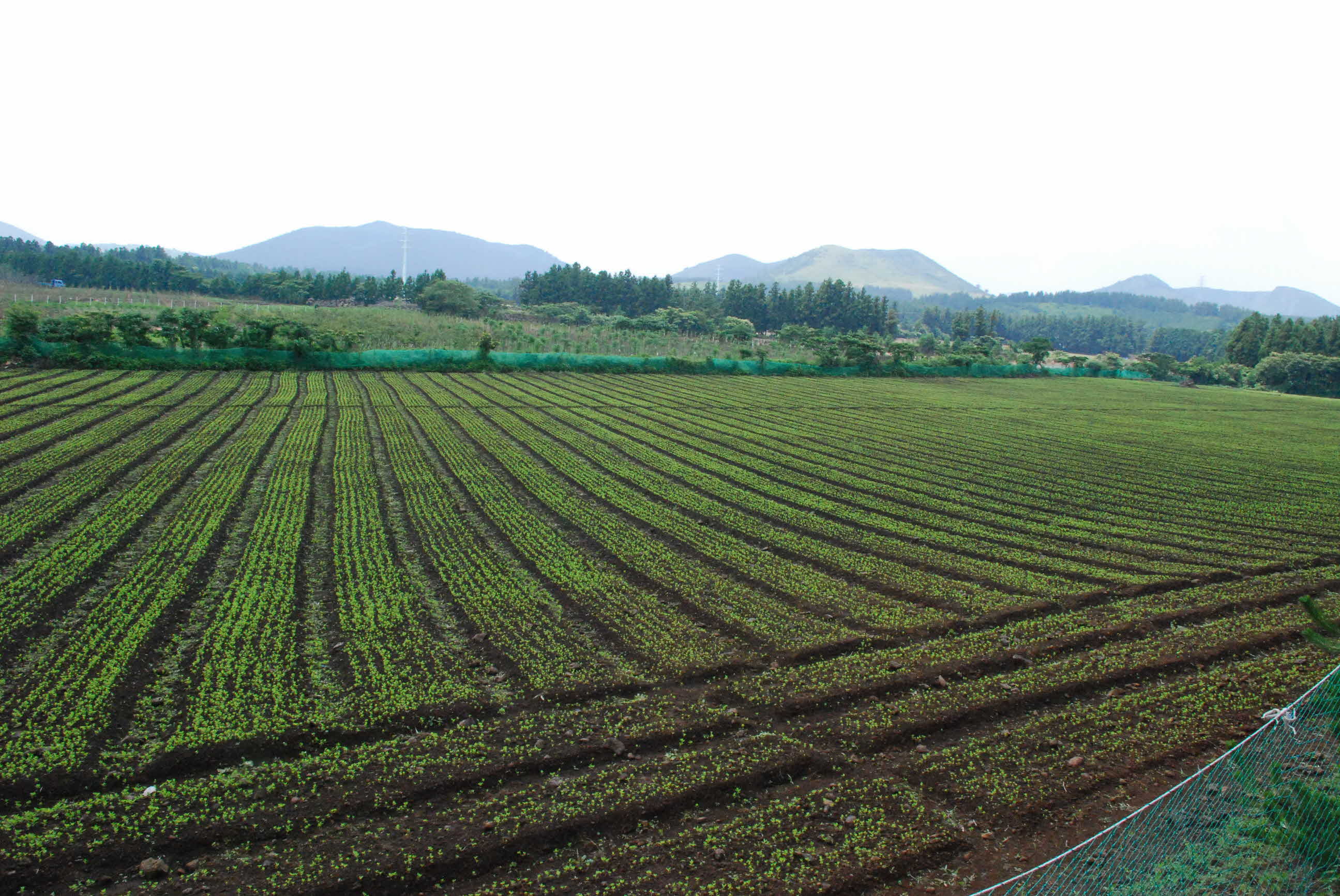 씨앗테이프 실증현장