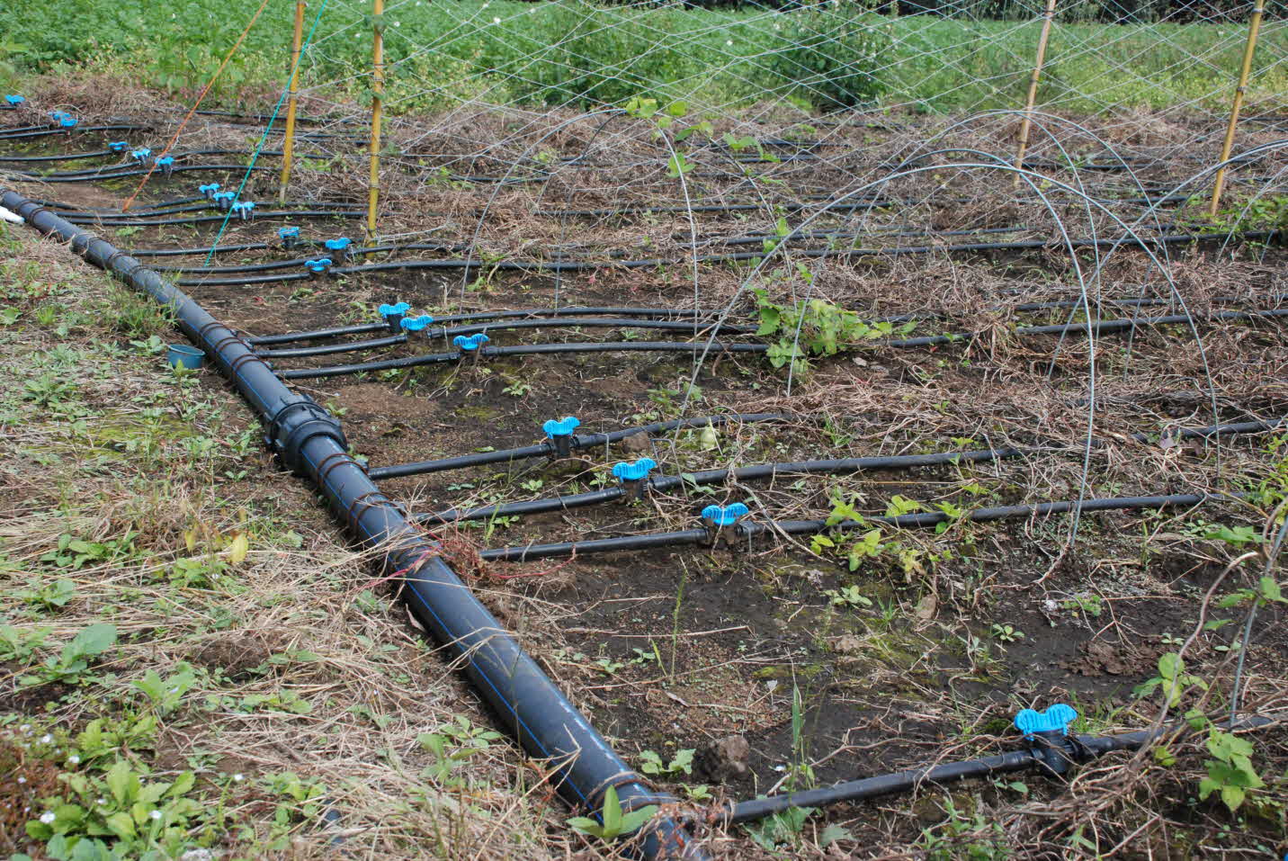 고품질 더덕 단기생산을 위한 양액관비재배 실증 현장