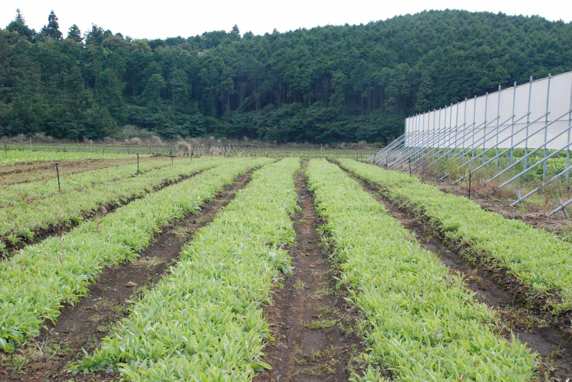 새소득작목 씀바귀 다수확 재배기술 실증