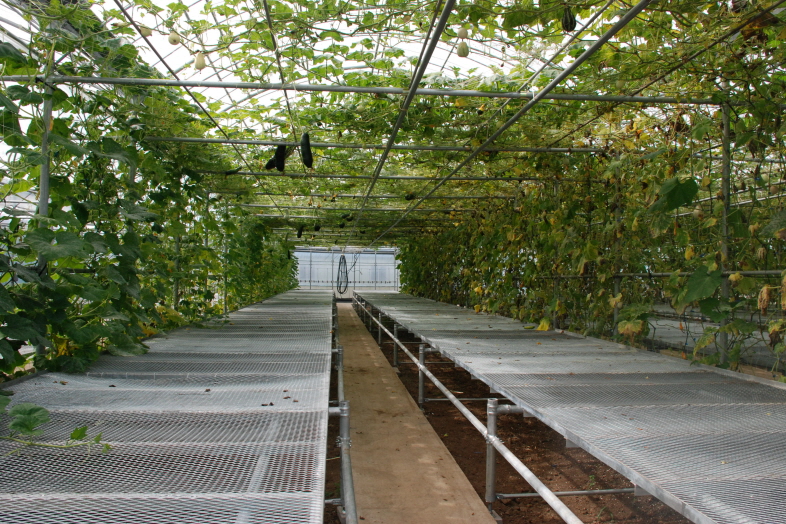 관상용호박 재배현황