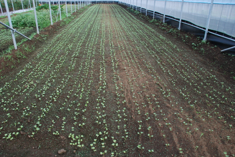 열무 파종 재배 현황