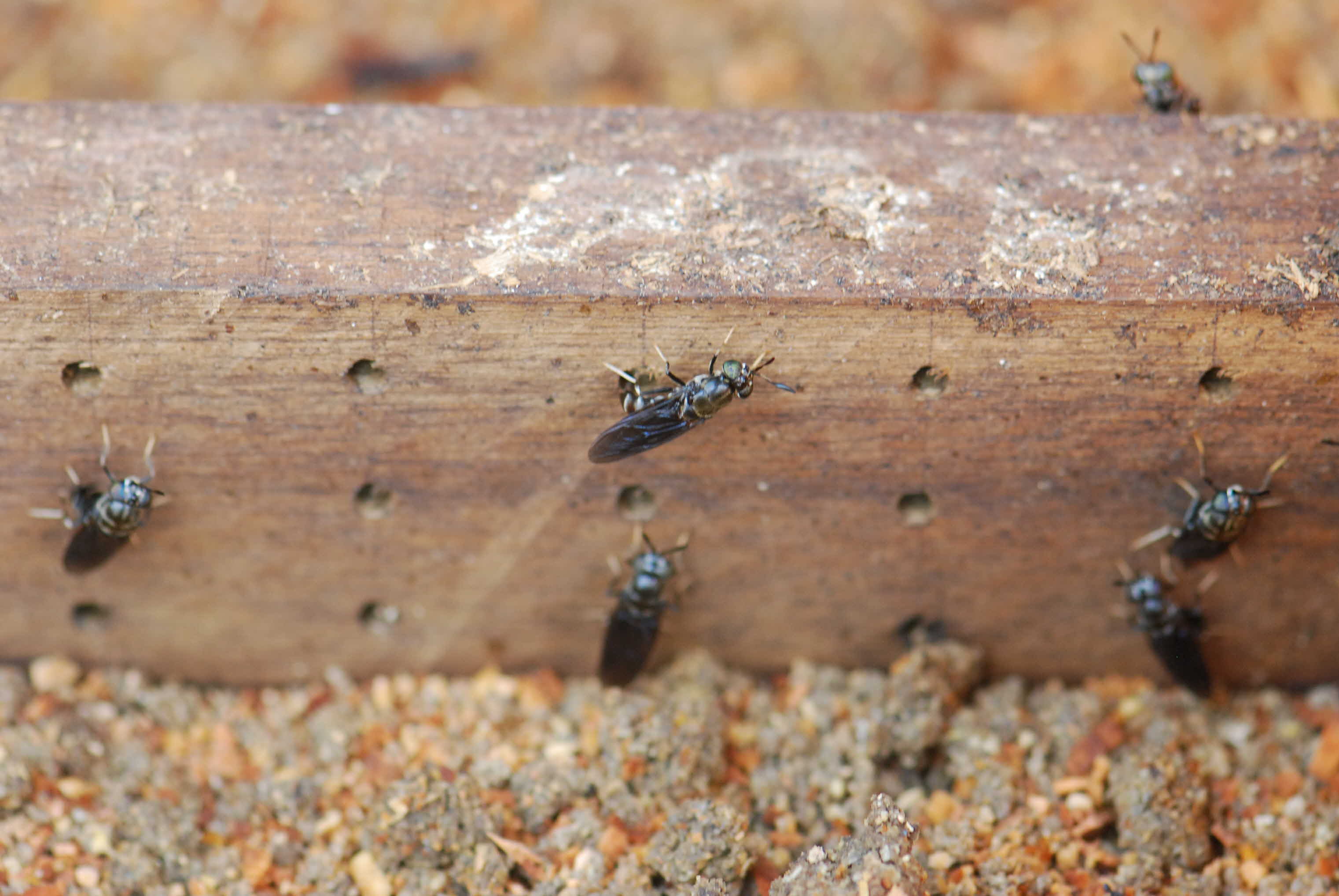 음식물쓰레기처리 일등공신 『동애등에』