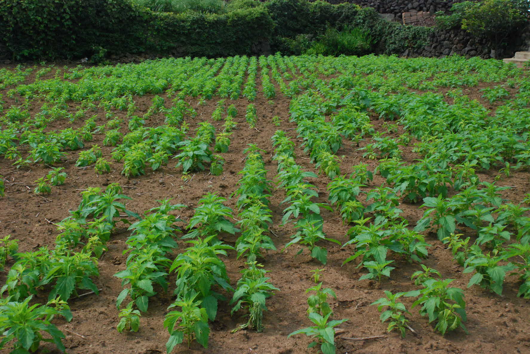 씨앗테이핑 파종 참깨 개화시작!!