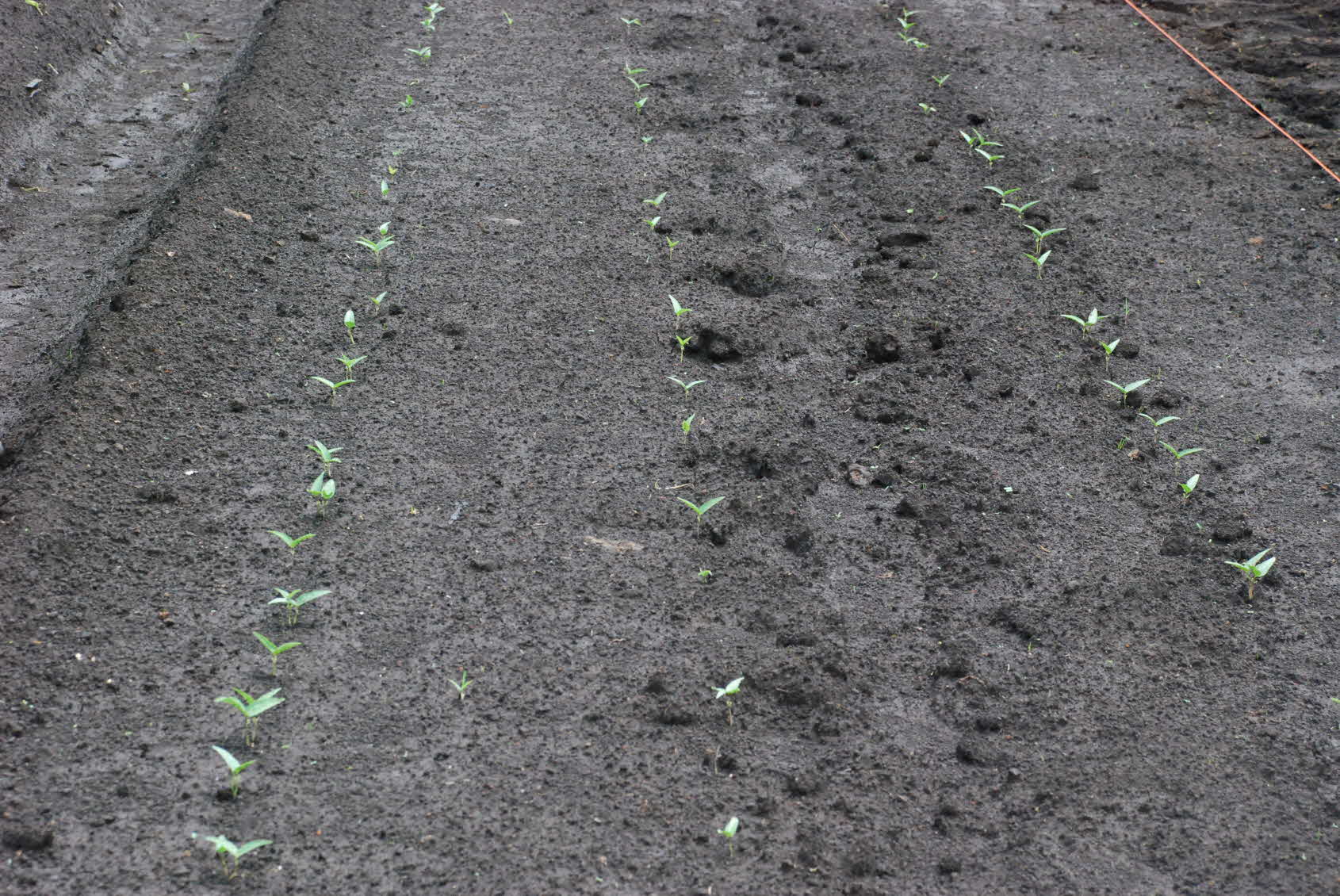 녹두 기계수확 가능 실증