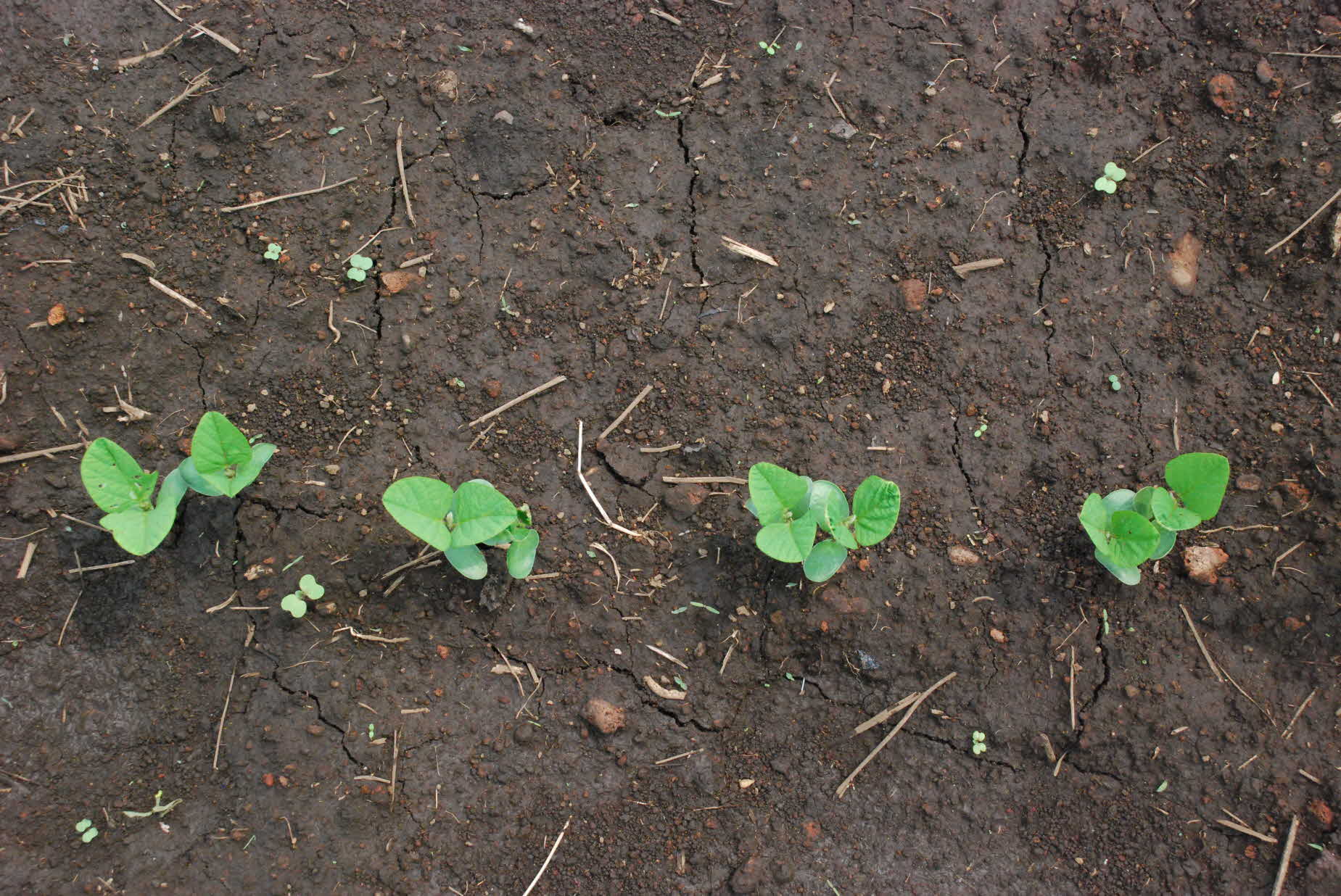 씨앗테이핑 콩 발아 현장