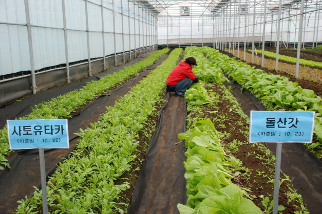 실증작물(시금치, 돌산갓 등) 수확현장