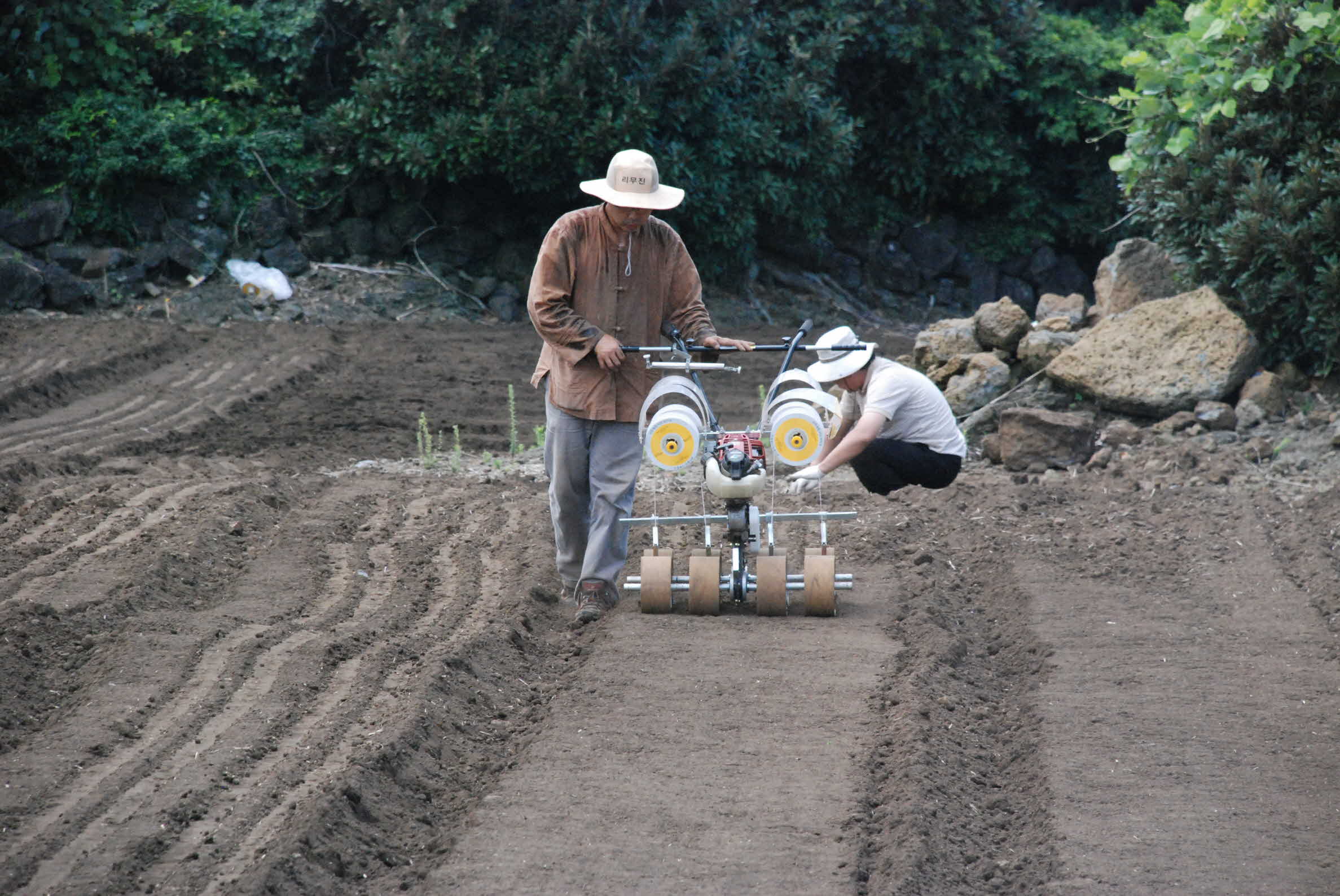씨앗테이프를 이용한 당근파종 현장