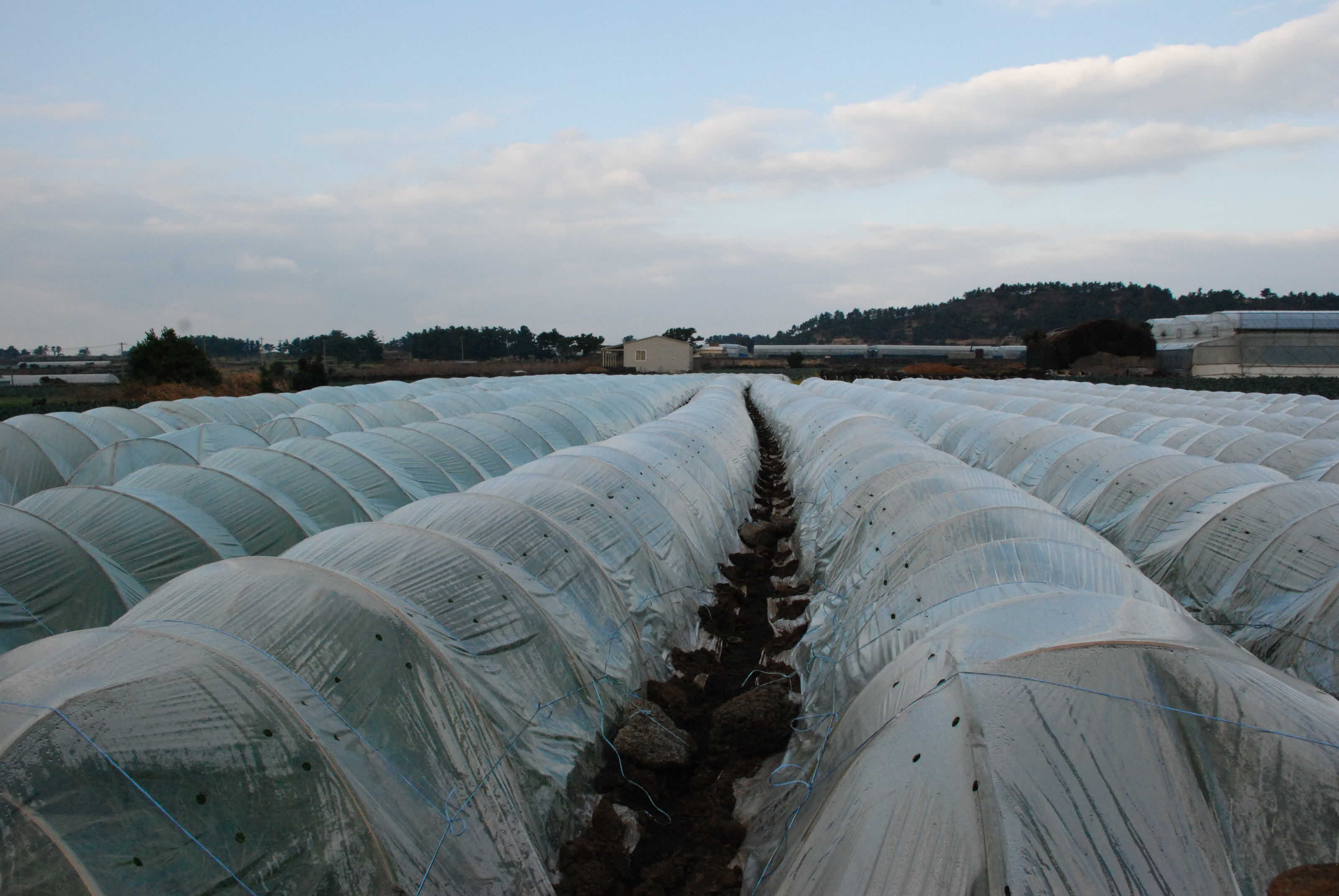 제주동부 한라 골드키위 연구회 연찬회