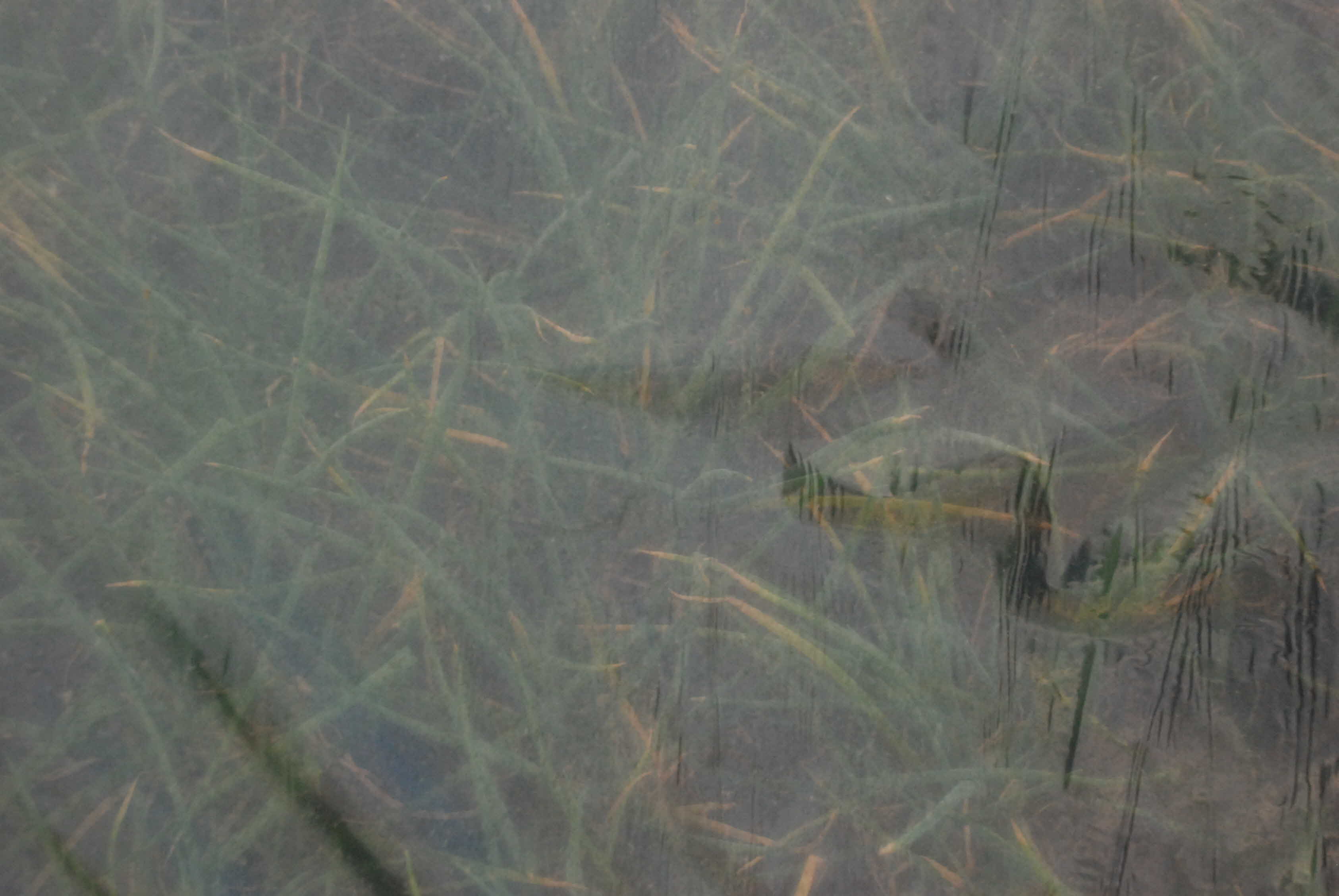 쪽파 터널 재배 현장 방문