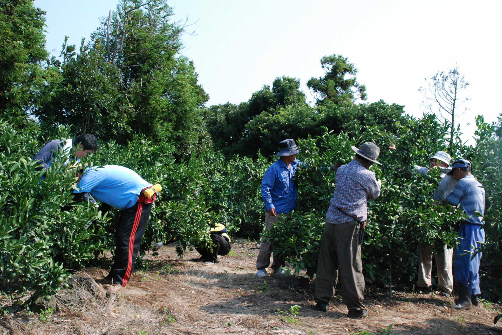 감귤 열매솎기 추진