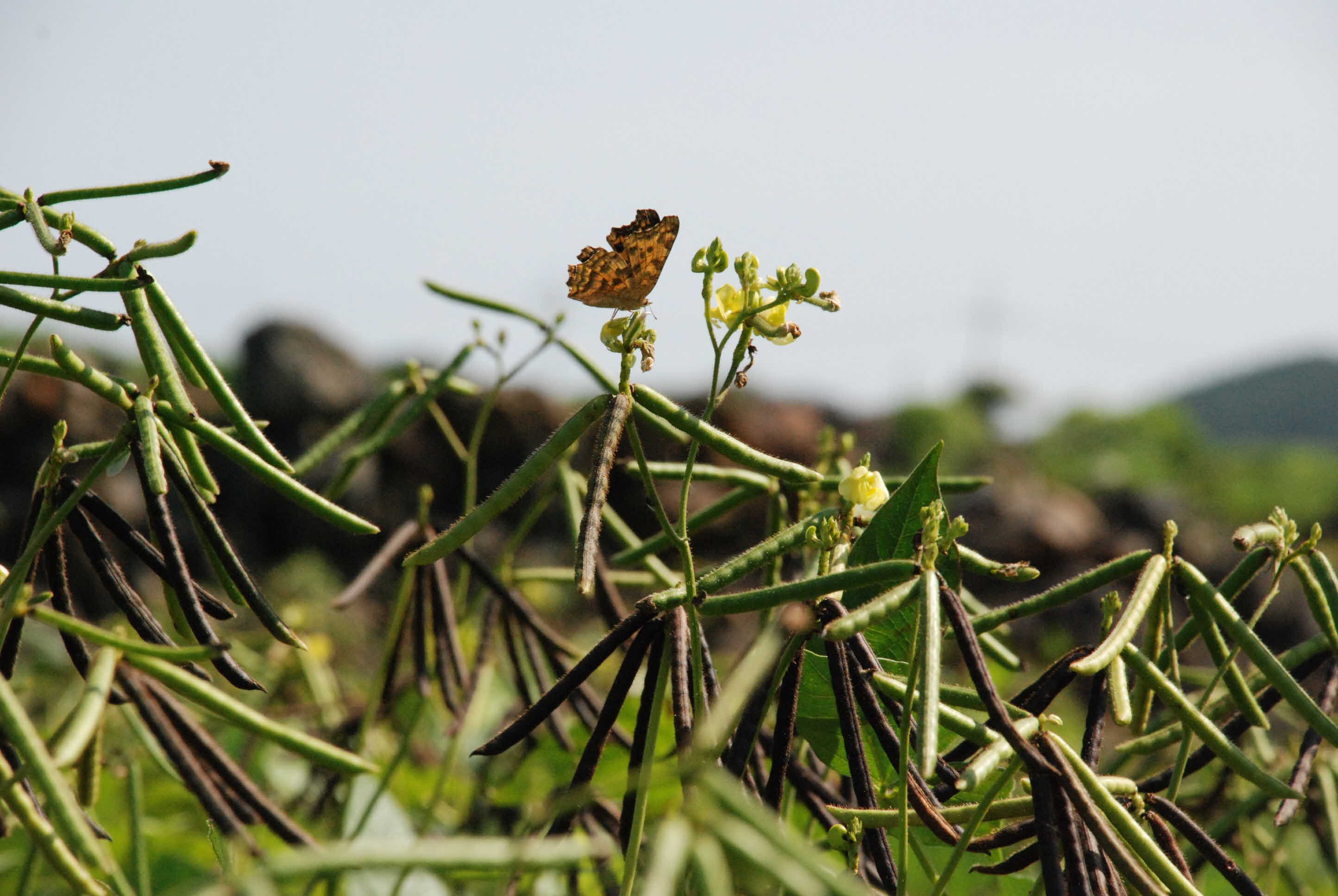 신품종 녹두실증재배 현장 평가회