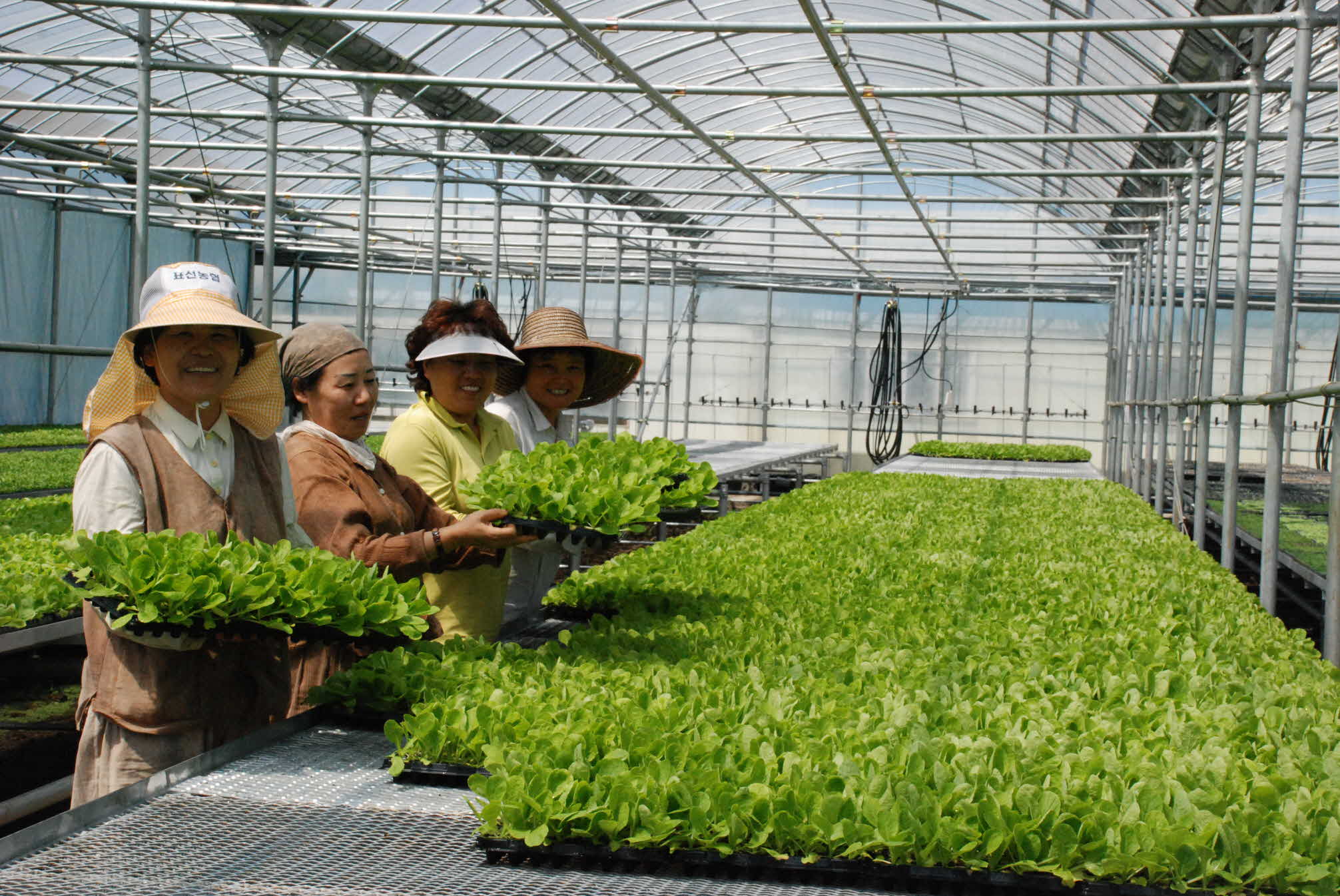 농가보급용 배추 묘종 보급