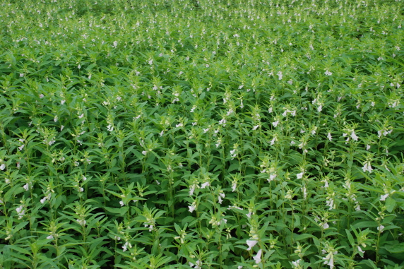 참깨가 한창입니다.