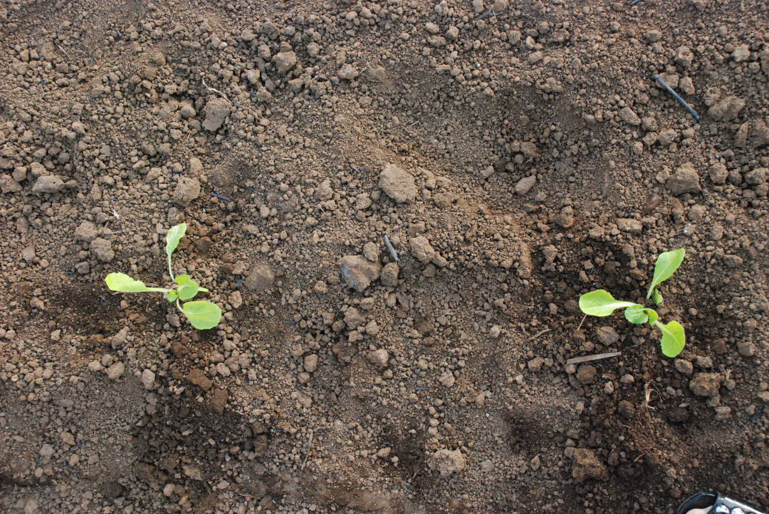숯을 이용한 배추 유기재배 실증 현장2