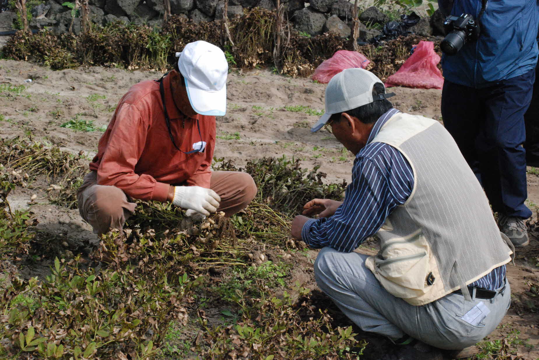 땅콩육묘재배 실증 평가회 현장