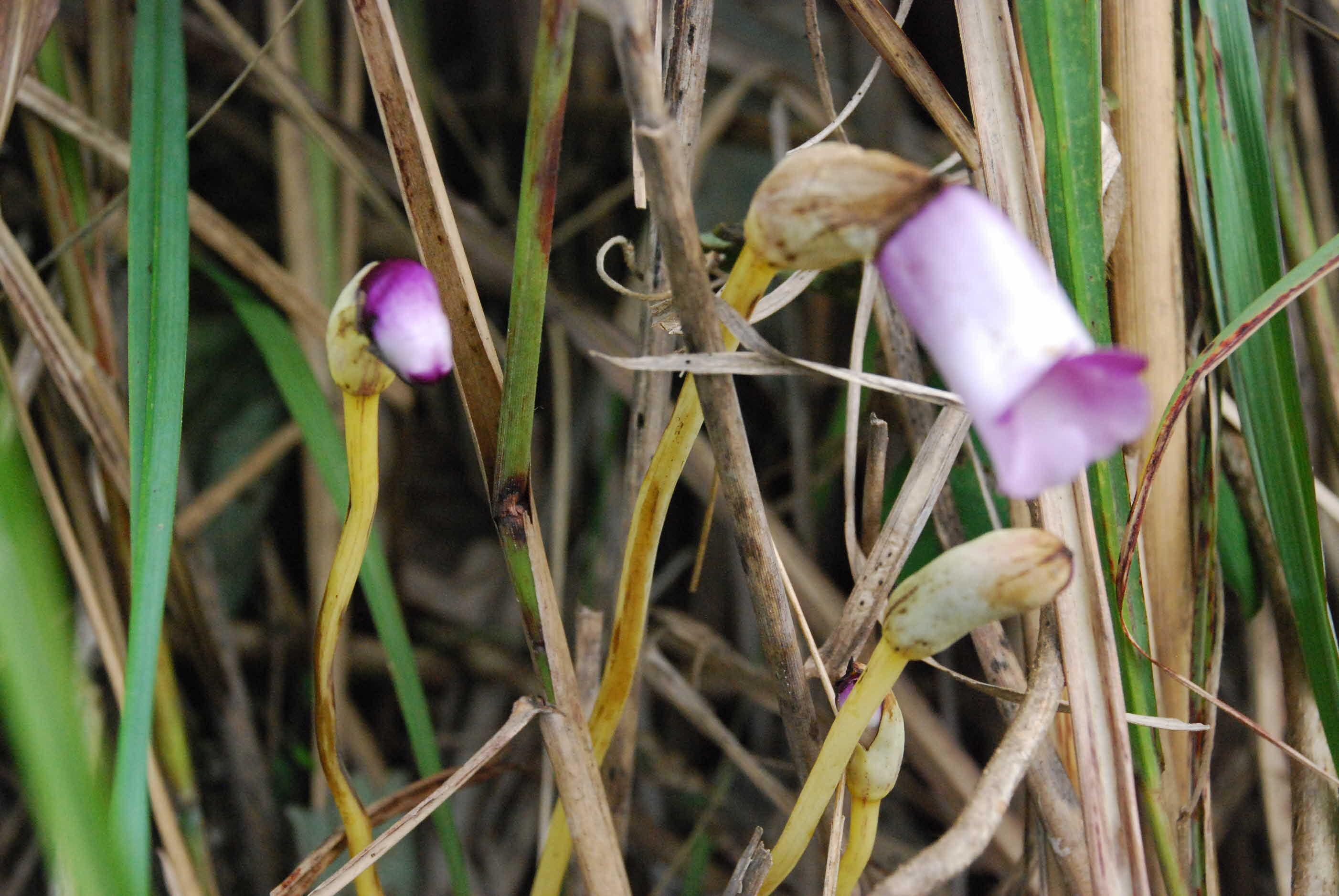 제주자생식물 - 야고