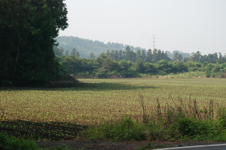 월동무 발아현장