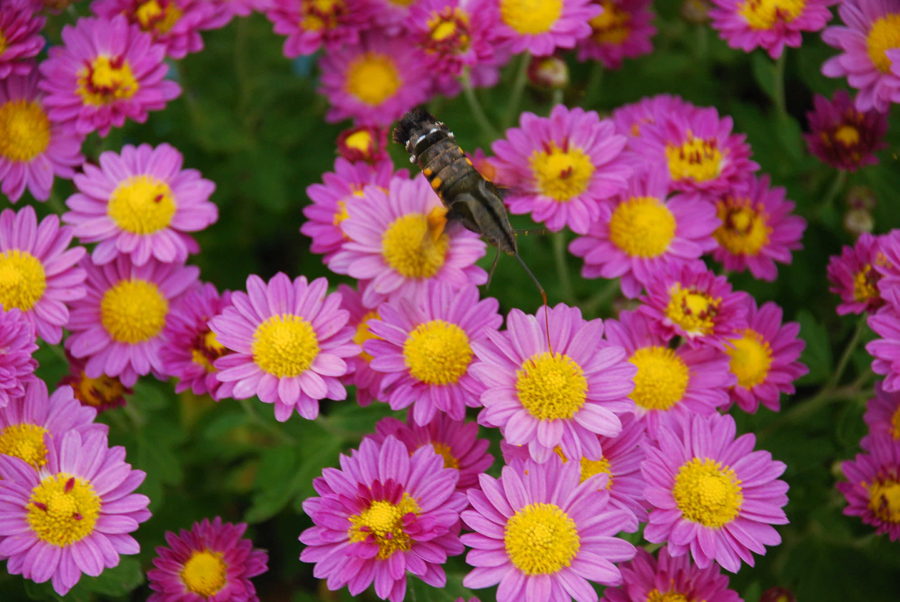 꿀먹는 검정꼬리박각시나방
