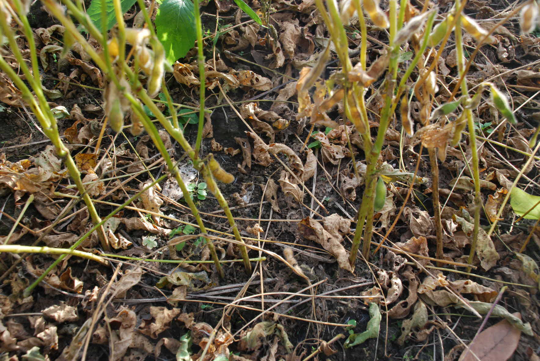 일본씨앗테이핑 관계자 방문