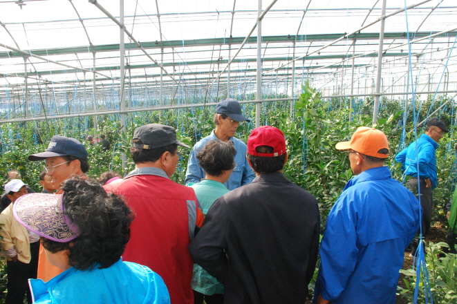 성산시설만감류연구회 현장견학
