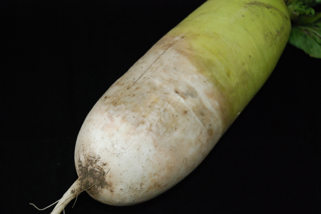 월동무 언피해..