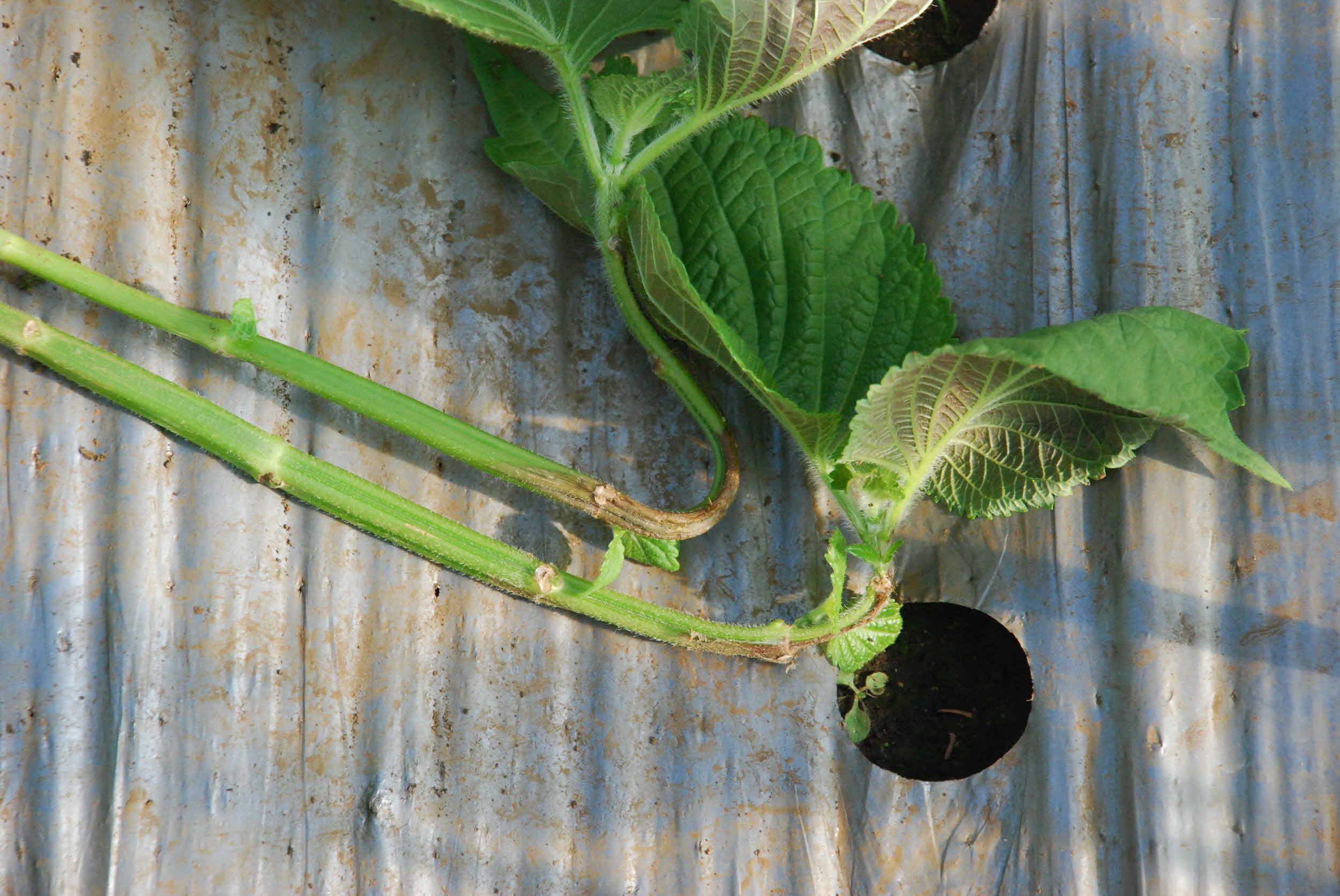 09년 농촌지도사업평가회 - 시설채소친환경단지조성 시범사업장