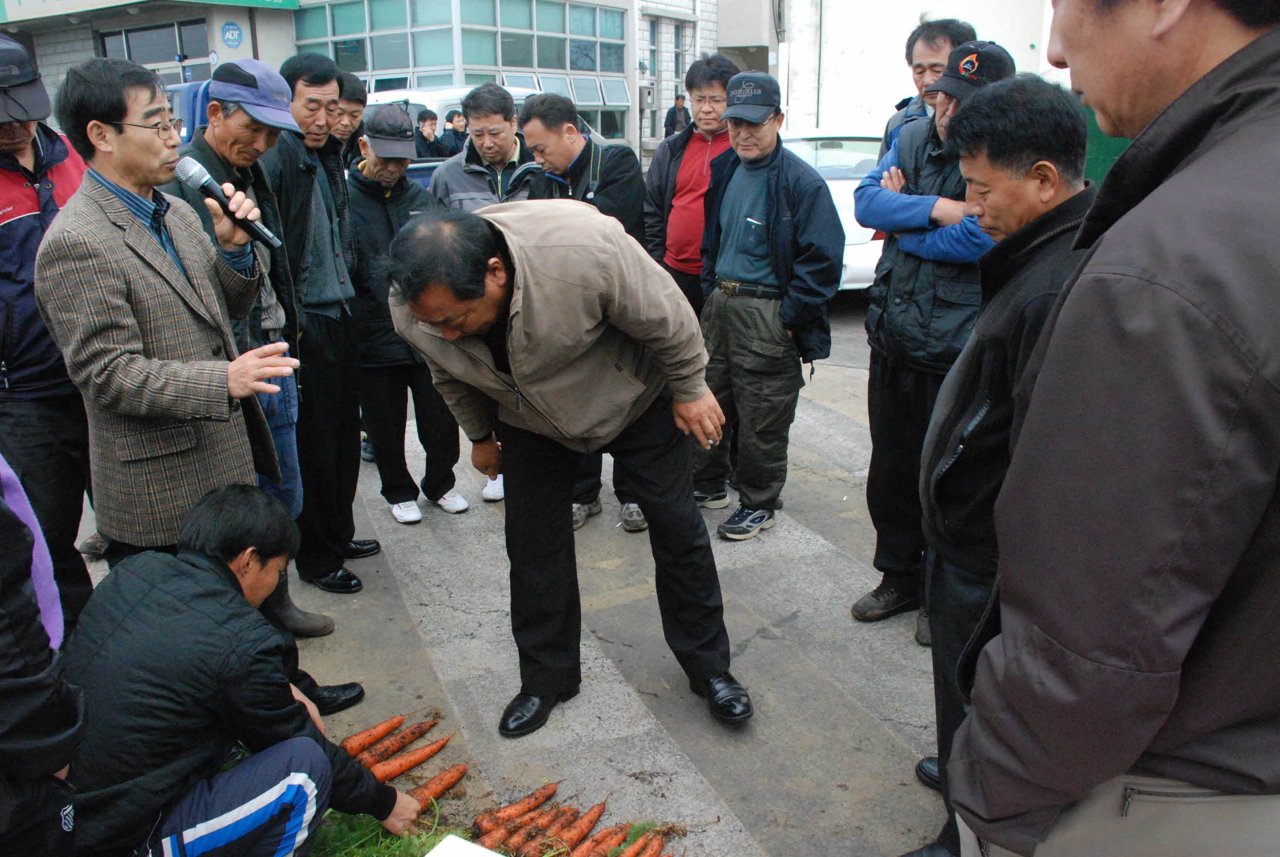 당근 씨앗테이핑 재배 실증 현장 평가 2
