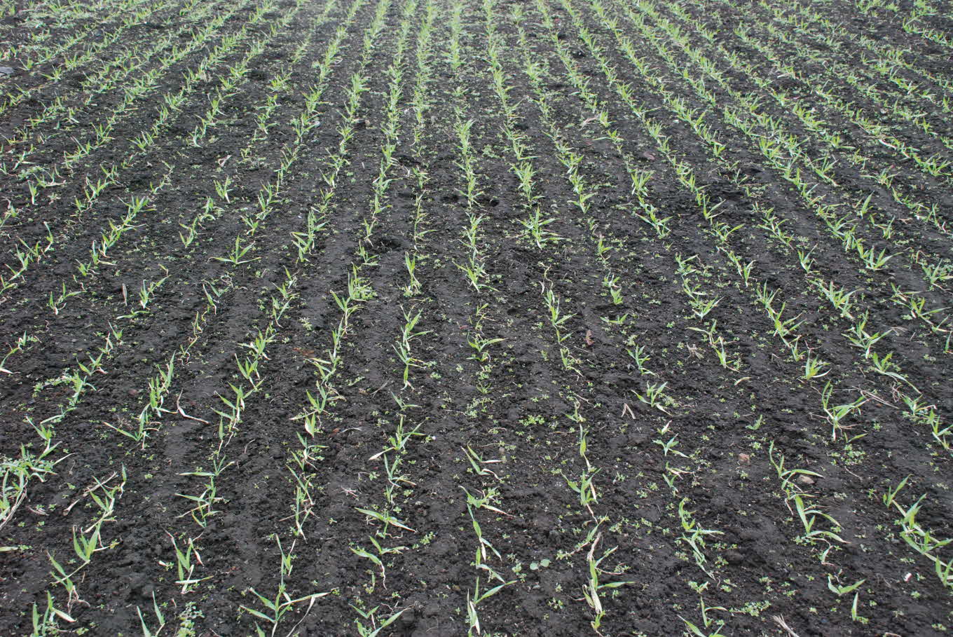 씨앗테이핑 이용 보리파종현장