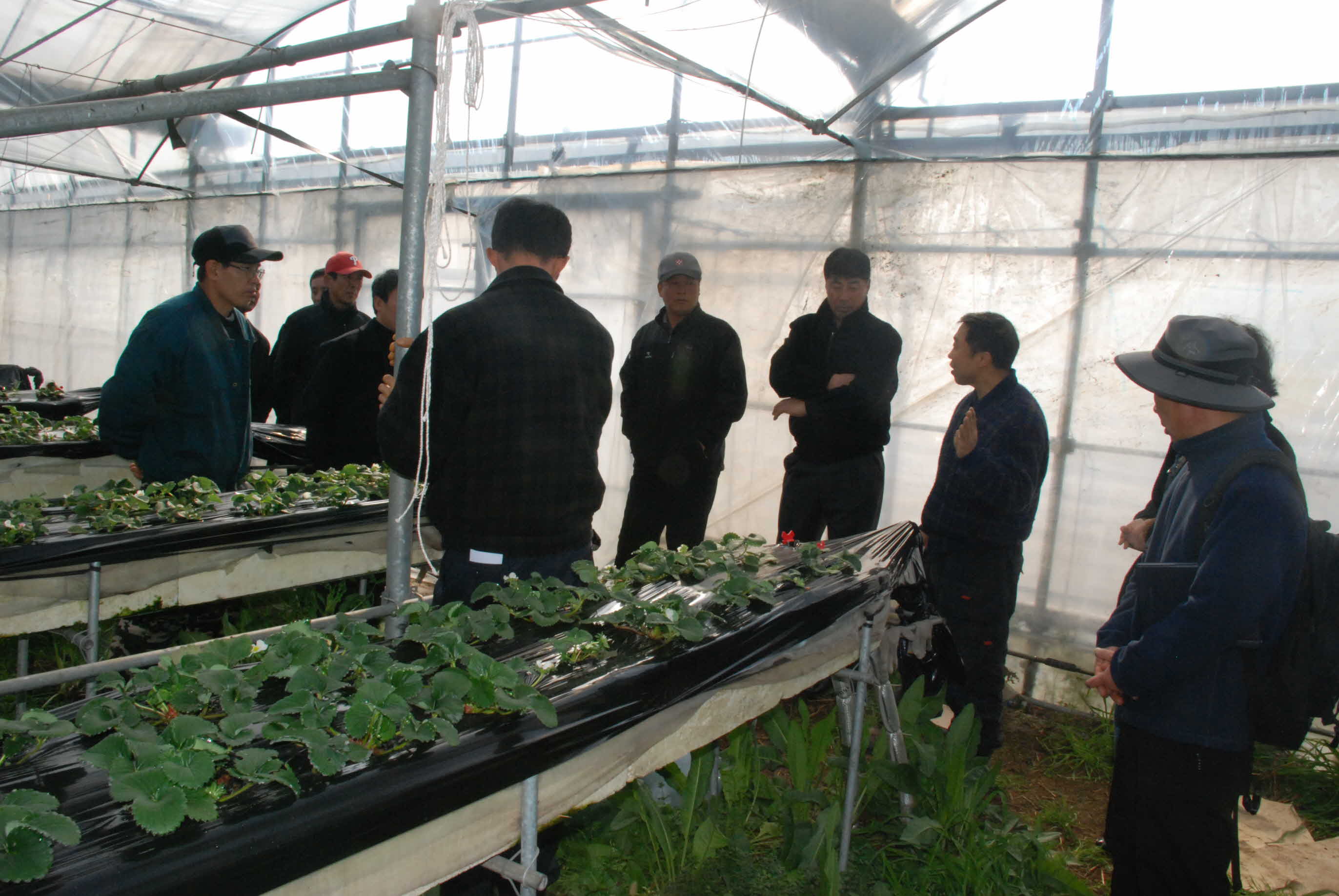 시설채소연구회 도내 채소농가 방문
