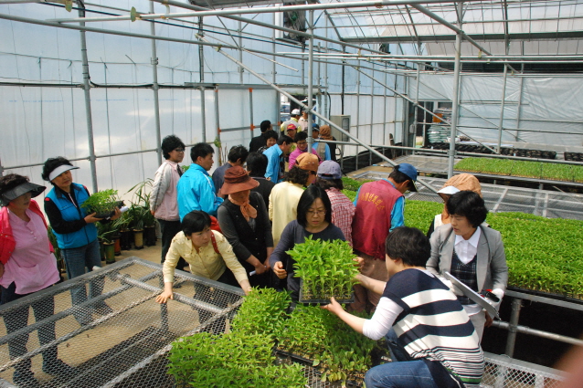 채소 묘종 보급