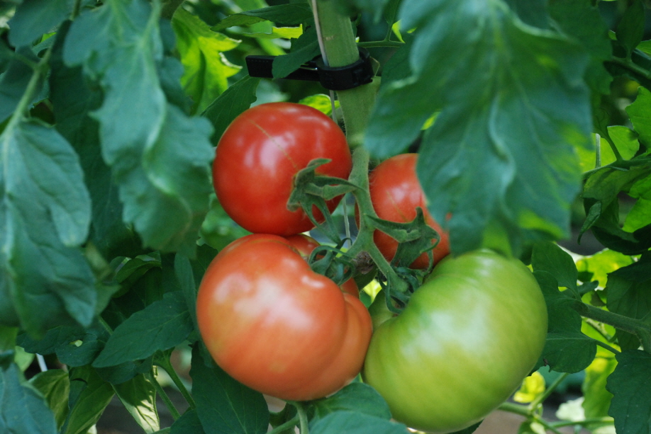 시설채소 생육상황(토마토,고추,파프리카)