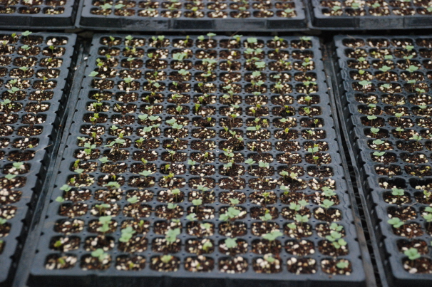 콜라비 육묘현장