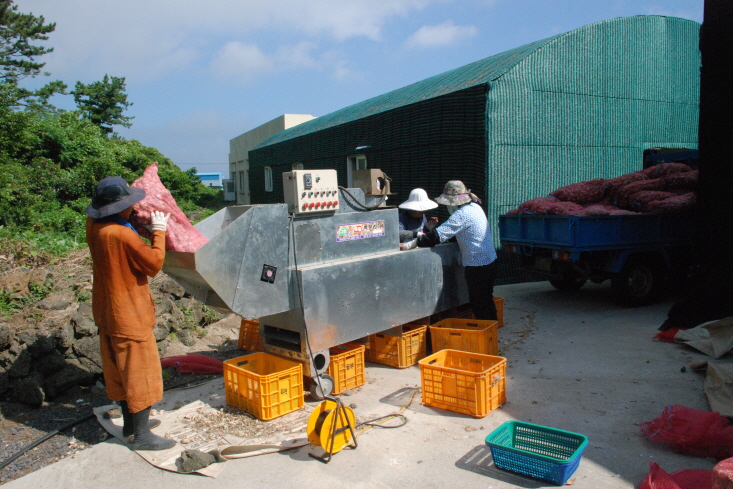 마늘 쪽 분리기