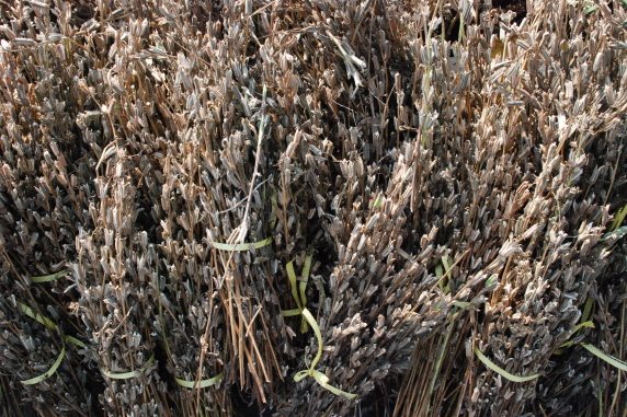 자색 콜라비 육묘현장