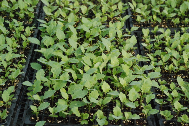 그린 콜라비 육묘현장