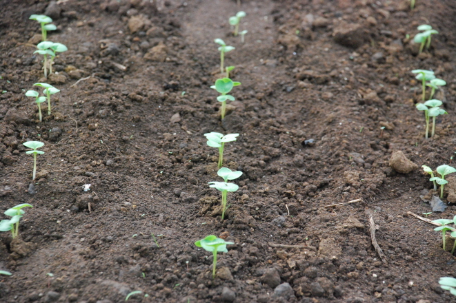 열무 씨앗테이핑