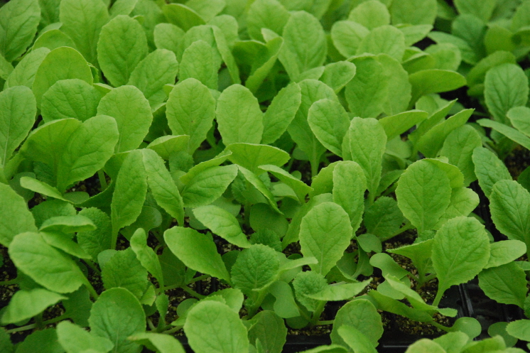 배추묘종 생육 현장